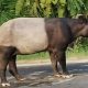 Tapir Sumatera Mati di Register 45 Mesuji: Habitat Terdesak, Literasi Lingkungan Lemah, Respons Perlu Lebih Cepat