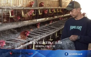 Peternak Kebumen Curhat: Produksi Telur 85% Naik, Harga Kandang Turun Hingga Rp23.000/kg