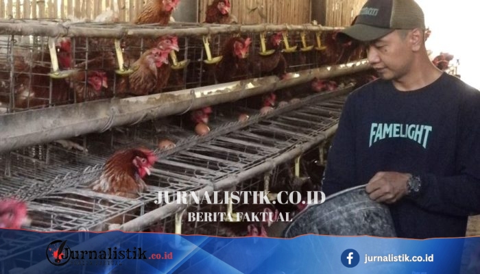Peternak Kebumen Curhat: Produksi Telur 85% Naik, Harga Kandang Turun Hingga Rp23.000/kg