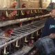 Peternak Kebumen Curhat: Produksi Telur 85% Naik, Harga Kandang Turun Hingga Rp23.000/kg