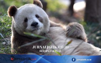 Qi Zai, Panda Langka “Panda Coklat” di China dengan Bulu Coklat Muda