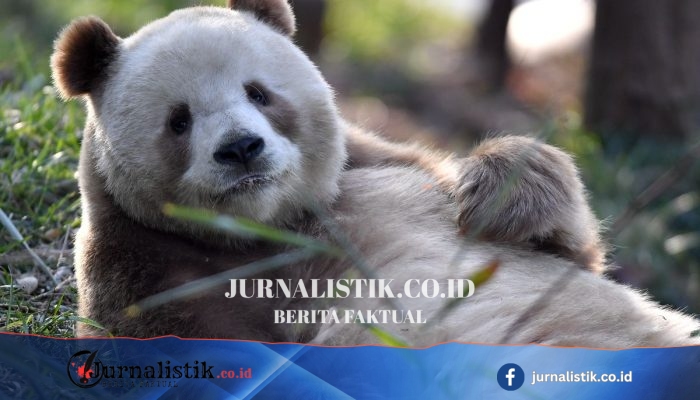 Qi Zai, Panda Langka “Panda Coklat” di China dengan Bulu Coklat Muda