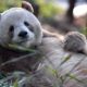 Qi Zai, Panda Langka “Panda Coklat” di China dengan Bulu Coklat Muda