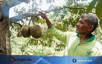 Plangkrongan Magetan Kembangkan Sambung Pucuk untuk Durian Bermutu Menuju Desa Agropolitan