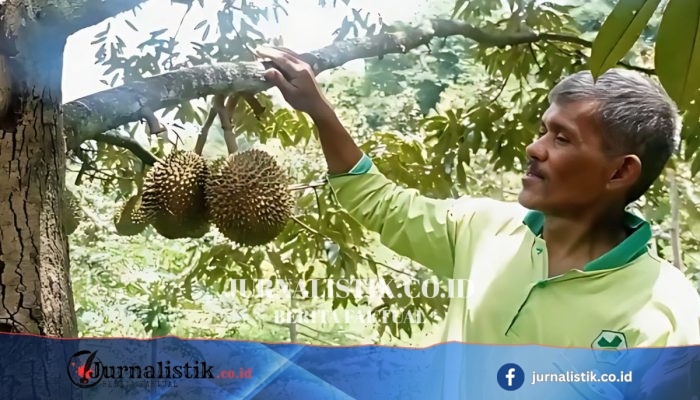 Plangkrongan Magetan Kembangkan Sambung Pucuk untuk Durian Bermutu Menuju Desa Agropolitan