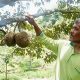 Plangkrongan Magetan Kembangkan Sambung Pucuk untuk Durian Bermutu Menuju Desa Agropolitan