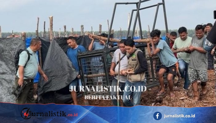 Pembukaan Lahan HTI di Wilayah Sarang Harimau Sumatera, 2 Orang Tewas Diterkam dalam Hitungan Hari di Pelalawan Riau