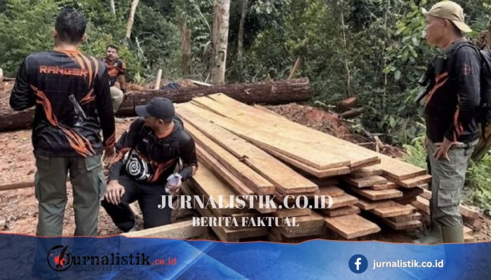 Gakkum Kemenhut Bekuk Dua Tersangka Kasus Pembalakan Liar di Hutan Penyangga TN Bukit Tiga Puluh