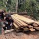 Gakkum Kemenhut Bekuk Dua Tersangka Kasus Pembalakan Liar di Hutan Penyangga TN Bukit Tiga Puluh