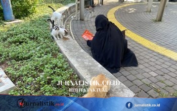 Penelantaran Kucing Meningkat: Relawan Dorong Sterilisasi dan Kepemilikan Bertanggung Jawab