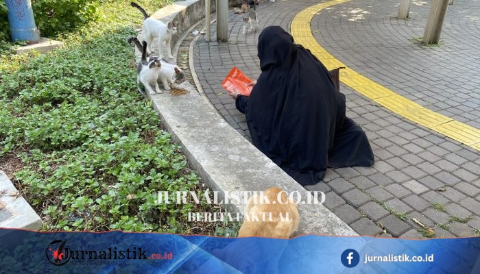 Penelantaran Kucing Meningkat: Relawan Dorong Sterilisasi dan Kepemilikan Bertanggung Jawab