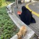 Penelantaran Kucing Meningkat: Relawan Dorong Sterilisasi dan Kepemilikan Bertanggung Jawab