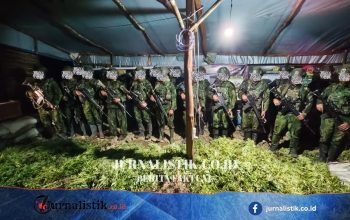Koops TNI Habema Sita 5.000 Batang Ganja di Yahukimo Papua, Pemilik Ladang Diburu