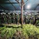 Koops TNI Habema Sita 5.000 Batang Ganja di Yahukimo Papua, Pemilik Ladang Diburu