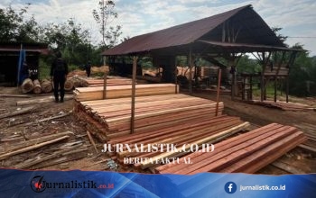 Pengolahan Kayu Hasil Illegal Logging di Kampar Riau Digerebek, Mandor Ditetapkan Tersangka
