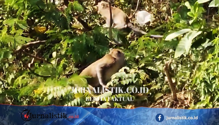 Kemarau Dorong Ratusan Monyet Ekor Panjang Turun ke Telaga Ngebel Ponorogo, BKSDA Imbau Tak Memberi Makan
