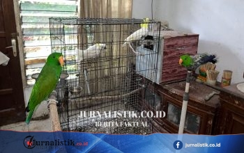 Penggeledahan Rumah Kontrakan di Ambon, Polisi Amankan 57 Burung Dilindungi