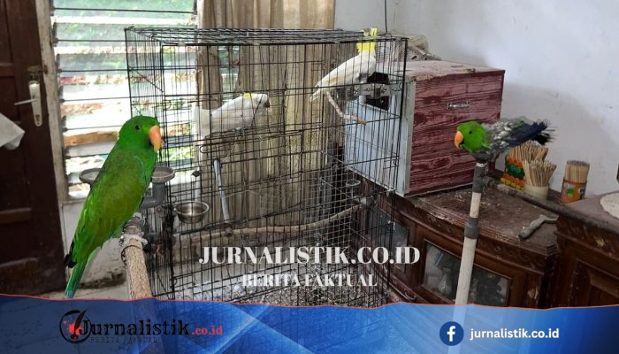 Penggeledahan Rumah Kontrakan di Ambon, Polisi Amankan 57 Burung Dilindungi