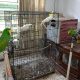 Penggeledahan Rumah Kontrakan di Ambon, Polisi Amankan 57 Burung Dilindungi