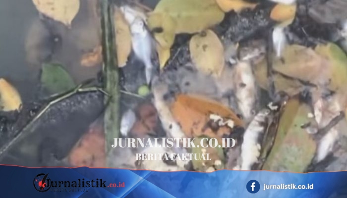 Husen: Ribuan Ikan Mati di Sungai Pering Seluma Selama Tiga Hari, Sungai Sudah Rusak