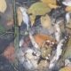 Husen: Ribuan Ikan Mati di Sungai Pering Seluma Selama Tiga Hari, Sungai Sudah Rusak