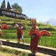 Ketapanrame, Trawas: BUMDes Ubah Tanah Bengkok Jadi Wisata Sawah Sumber Gempong, Raup Rp 1,6 Miliar/Tahun
