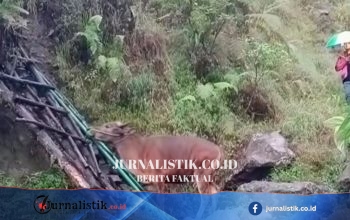 Pendaki Bawa Sapi di Gunung Rinjani Kembali Viral, TNGR: Peristiwanya Lama dan Melanggar SOP