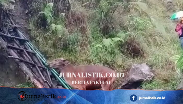 Pendaki Bawa Sapi di Gunung Rinjani Kembali Viral, TNGR: Peristiwanya Lama dan Melanggar SOP