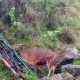 Pendaki Bawa Sapi di Gunung Rinjani Kembali Viral, TNGR: Peristiwanya Lama dan Melanggar SOP