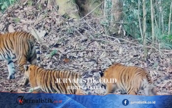 Kamera Jebak Catat 2 Anak Harimau Sumatera di Kerinci Seblat, Kemenhut Sebut Tumbuh Sehat