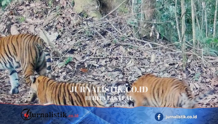 Kamera Jebak Catat 2 Anak Harimau Sumatera di Kerinci Seblat, Kemenhut Sebut Tumbuh Sehat
