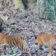 Kamera Jebak Catat 2 Anak Harimau Sumatera di Kerinci Seblat, Kemenhut Sebut Tumbuh Sehat