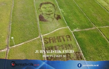 Petani Juwiring Mengubah Hamparan Padi Jadi Lukisan Wajah Bupati Klaten untuk Hari Jadi