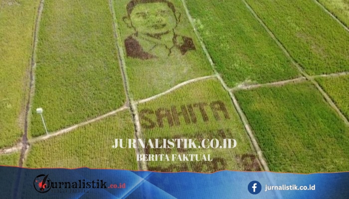 Petani Juwiring Mengubah Hamparan Padi Jadi Lukisan Wajah Bupati Klaten untuk Hari Jadi