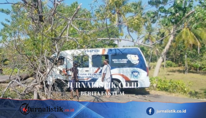 Pohon Reo Besar Tumbang Timpa Mobil SPPG dan Sepeda Motor di Sikka, Korban Dibawa ke RS