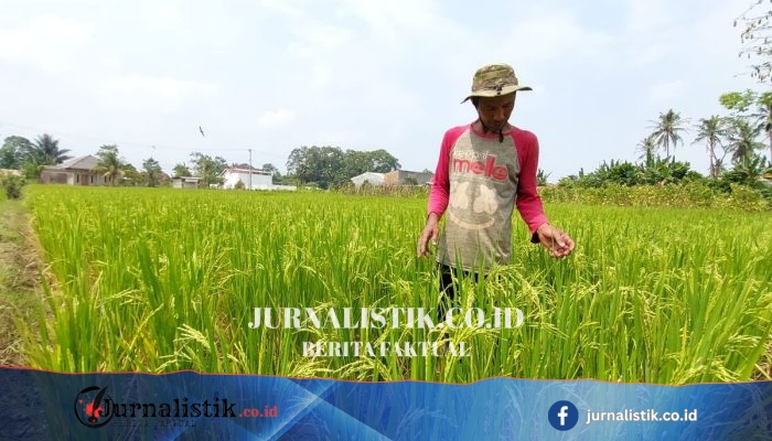 Kemarau Panjang Mengeringkan Sawah Lampung, Modal Pulang Petani Belum Tentu Untung