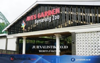 Usai Harimau Putih Mati Dipindah ke Medan, Pemkot Semarang Tinjau Pengelolaan Semarang Zoo