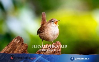 Studi Ilmiah Ungkap “Rahasia” di Balik Keanekaragaman Kicau Burung