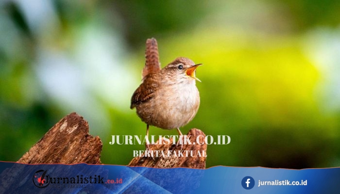 Studi Ilmiah Ungkap “Rahasia” di Balik Keanekaragaman Kicau Burung