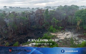 Amazon Brasil: areal kebakaran 2025 terendah sejak 1985