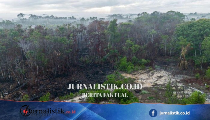 Amazon Brasil: areal kebakaran 2025 terendah sejak 1985