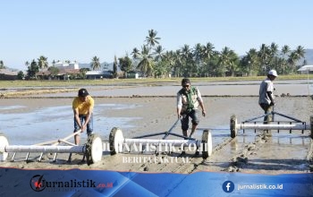 Gusnar Ismail Dicanangkan GERTAM Padi PM-AAS Serentak Virtual di Desa Pilolohayanga Barat