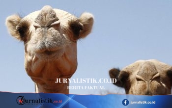 Panas ekstrem di Afrika merenggut nyawa unta saat suhu terus melonjak