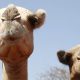 Panas ekstrem di Afrika merenggut nyawa unta saat suhu terus melonjak