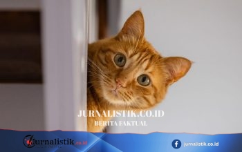 Pencarian sewa rumah ramah hewan peliharaan menurun usai aturan baru
