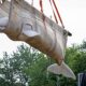 Beluga dipindahkan dari Marineland Kanada: 6 ekor tiba di AS dan menempati rumah baru