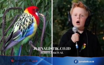 Eastern Rosellas! Lagu Viral Anak 7 Tahun dari Sydney, Miles Phillips Ungkap Inspirasi di Raymond Island