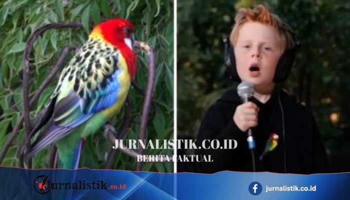 Eastern Rosellas! Lagu Viral Anak 7 Tahun dari Sydney, Miles Phillips Ungkap Inspirasi di Raymond Island