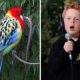 Eastern Rosellas! Lagu Viral Anak 7 Tahun dari Sydney, Miles Phillips Ungkap Inspirasi di Raymond Island