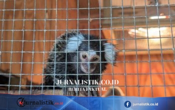 Monyet marmoset “Oyster” ditemukan ditinggal dalam tas binatu di bus 302 London